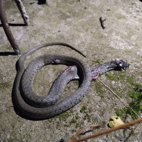 grass snake