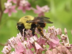 Bombus griseocollis