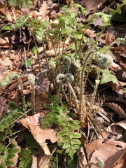 Polystichum acrostichoides