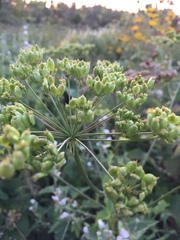 Tordylieae