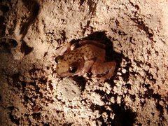 Eleutherodactylus marnockii