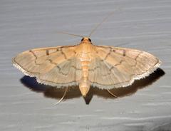 Herpetogramma theseusalis