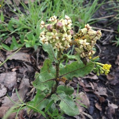Asclepias contrayerba