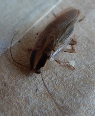 Blattella vaga