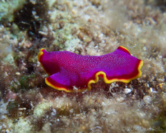 Pseudoceros ferrugineus