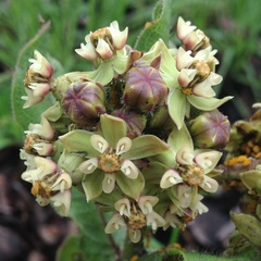 Asclepias contrayerba