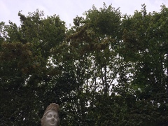 Carpinus betulus