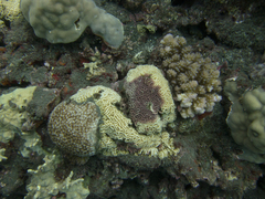 Millepora