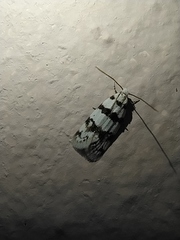 Aprominta designatella