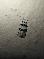 Aprominta designatella