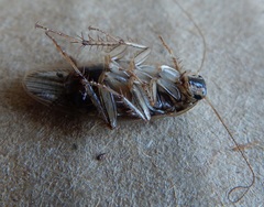 Blattella vaga