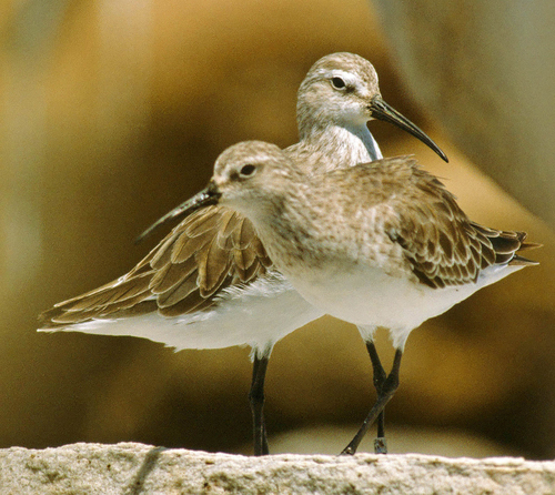 Curlew Sandpiper