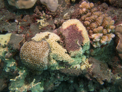 Millepora
