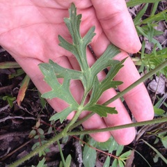 Ranunculus petiolaris