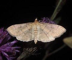 Herpetogramma theseusalis