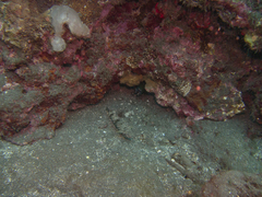 Odontodactylus scyllarus