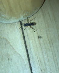 Auplopus mellipes