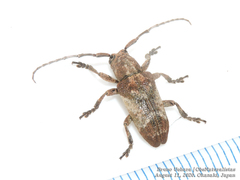 Pterolophia annulata