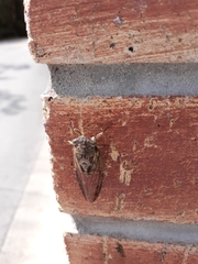 Diceroprocta olympusa