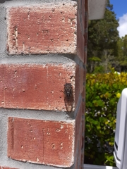 Diceroprocta olympusa