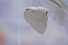 Celastrina argiolus