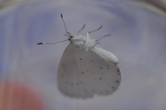 Celastrina argiolus