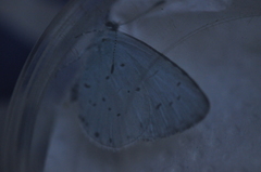 Celastrina argiolus