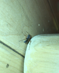 Auplopus mellipes