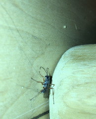 Auplopus mellipes