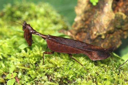 Acanthopidae image
