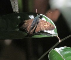 Ectomis auginus