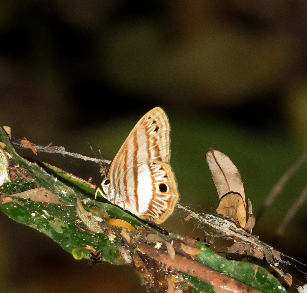 Euselasia clithra