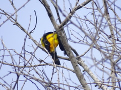 Icterus pectoralis