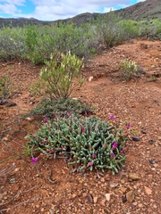 Brianhuntleya intrusa