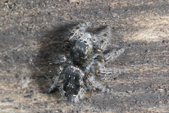 Phidippus purpuratus