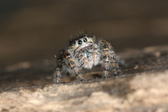 Phidippus purpuratus