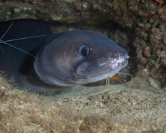 Conger marginatus
