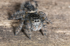 Phidippus purpuratus