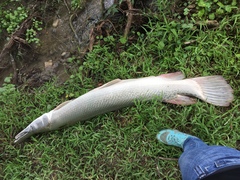 Atractosteus spatula