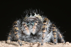Phidippus purpuratus
