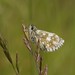 Olive Skipper - Photo (c) Mirko Tomasi, some rights reserved (CC BY-NC), uploaded by Mirko Tomasi