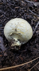 Agaricus inapertus
