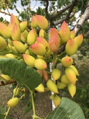 Pistacia vera