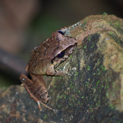 Pristimantis achatinus