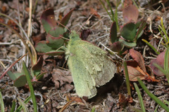 Colias behrii