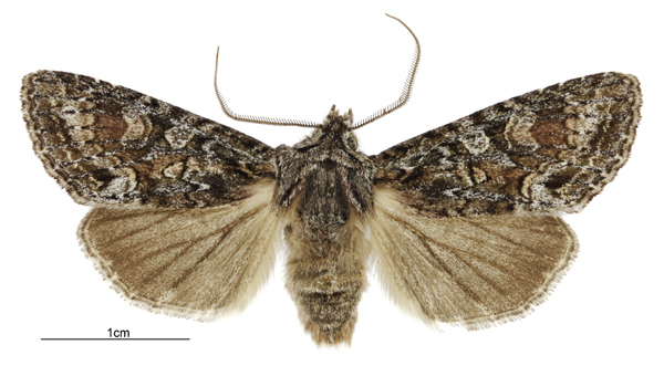 Ichneutica petrograpta