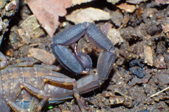 Tityus rosenbergi