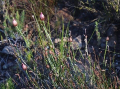 Edmondia