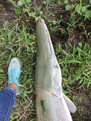 Atractosteus spatula