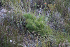 Nanobubon strictum